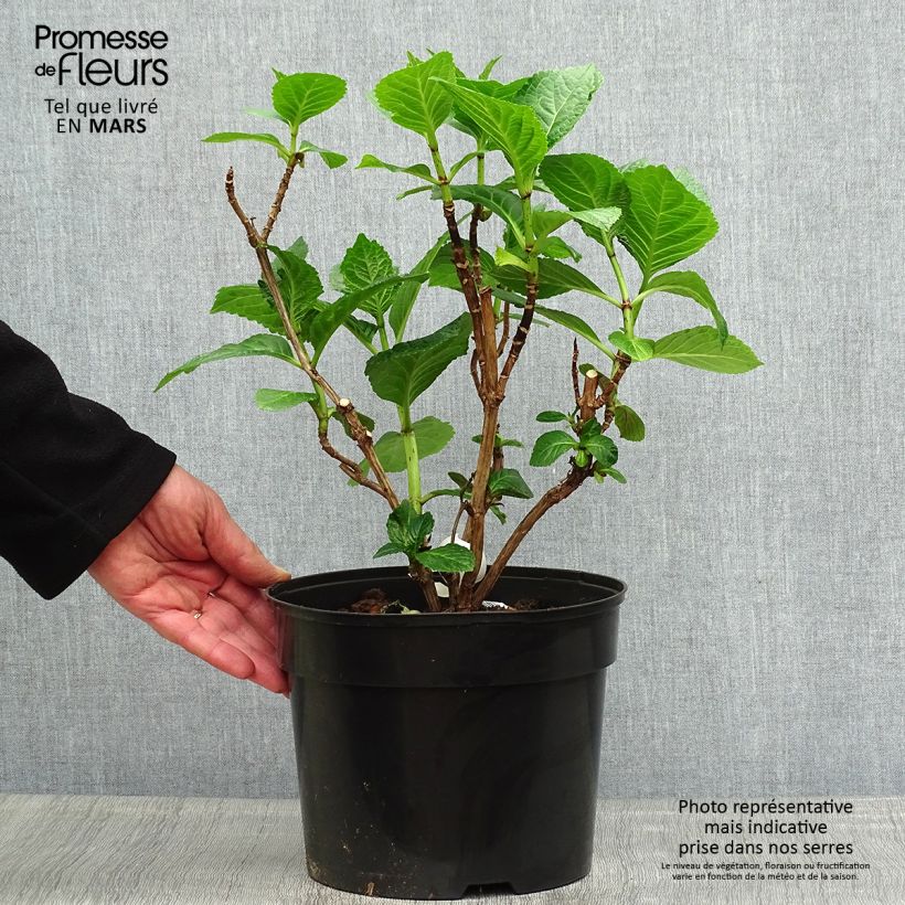 Spécimen de Hortensia - Hydrangea macrophylla Beautensia Dali  Pot de 4L/5L tel que livré au printemps