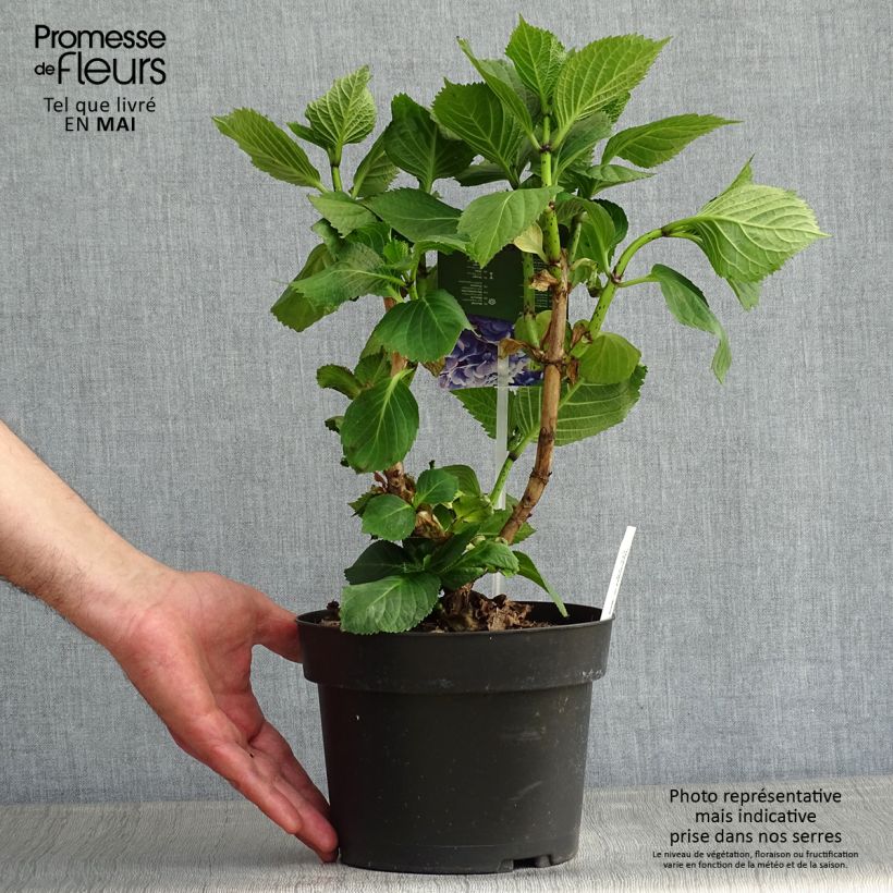 Spécimen de Hortensia - Hydrangea macrophylla Bela Pot de 2L/3L tel que livré au printemps