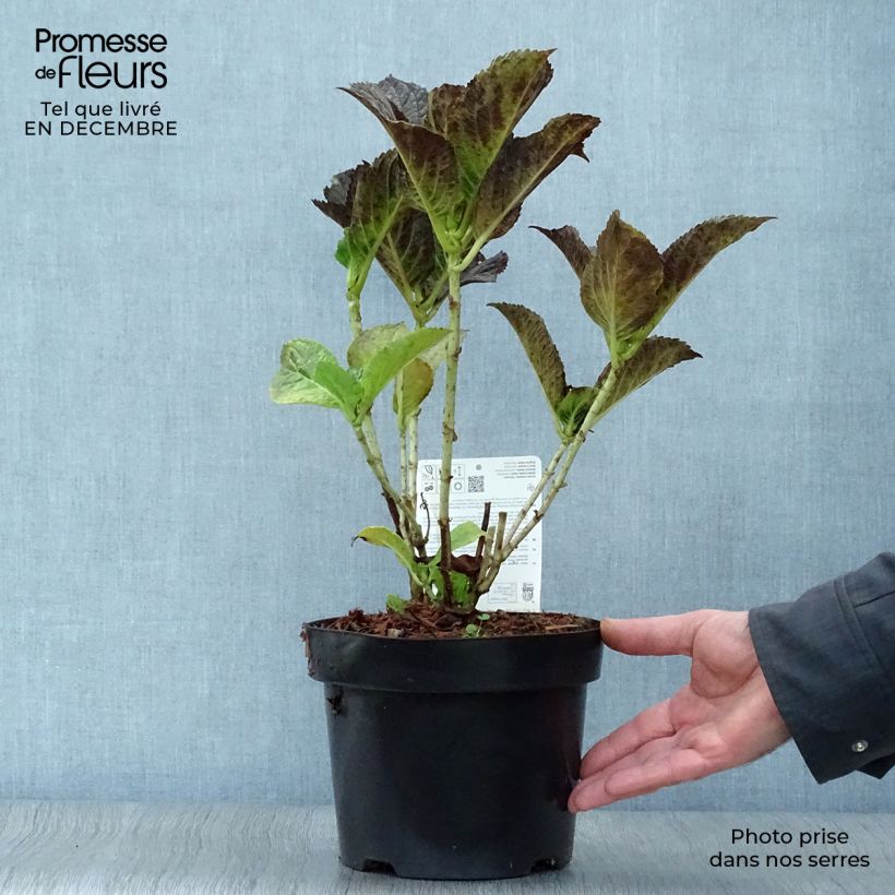 Spécimen de Hortensia macrophylla Belle Séduction Pot de 3L/4L tel que livré en hiver