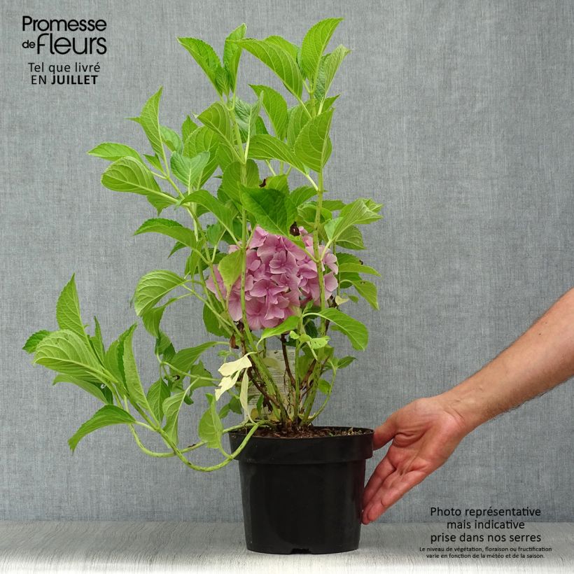 Spécimen de Hortensia macrophylla Belle Séduction Pot de 3L/4L tel que livré en été