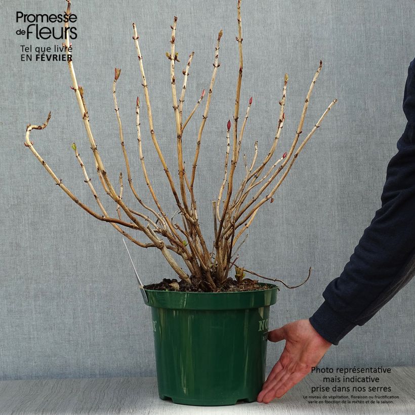Spécimen de Hortensia macrophylla Belle Séduction Pot de 7,5L/10L tel que livré en hiver