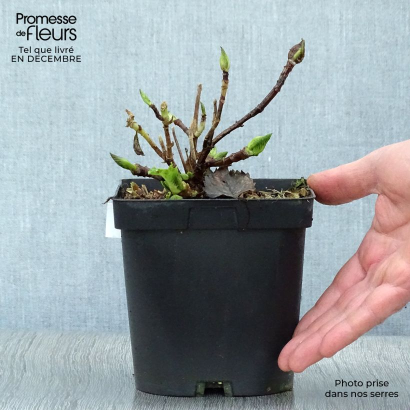 Spécimen de Hortensia - Hydrangea macrophylla Benelux (bleu) Pot de 2L/3L, 5/6 branches tel que livré en hiver