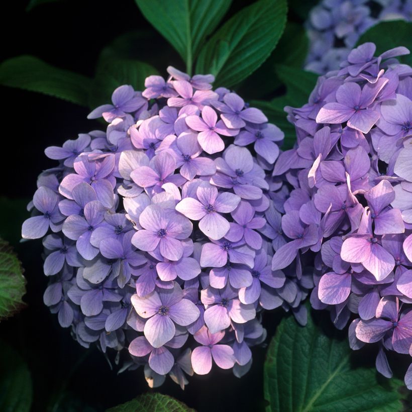 Hortensia - Hydrangea macrophylla Benelux (bleu) (Floraison)