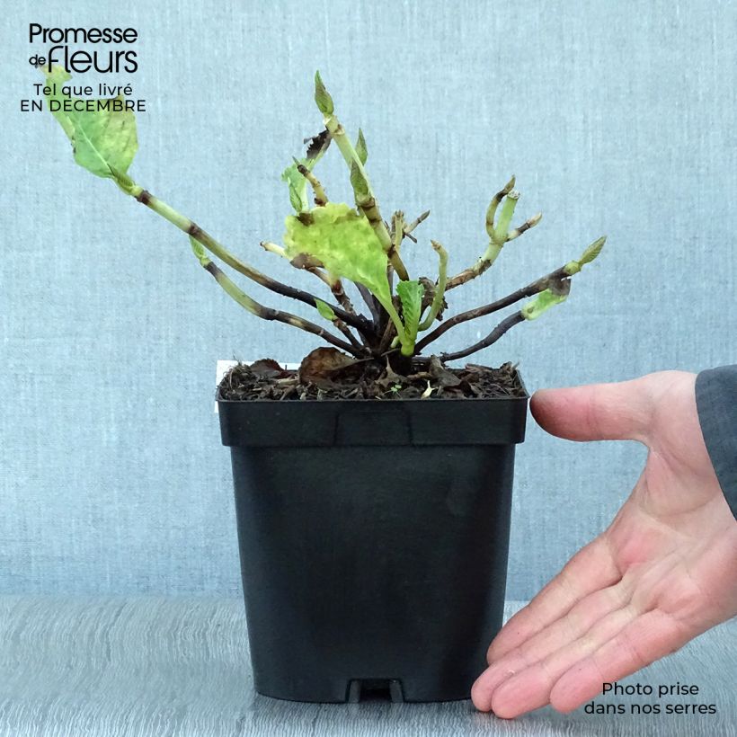 Spécimen de Hortensia - Hydrangea macrophylla Benelux (rose) Pot de 2L/3L, 5/6 branches tel que livré en hiver