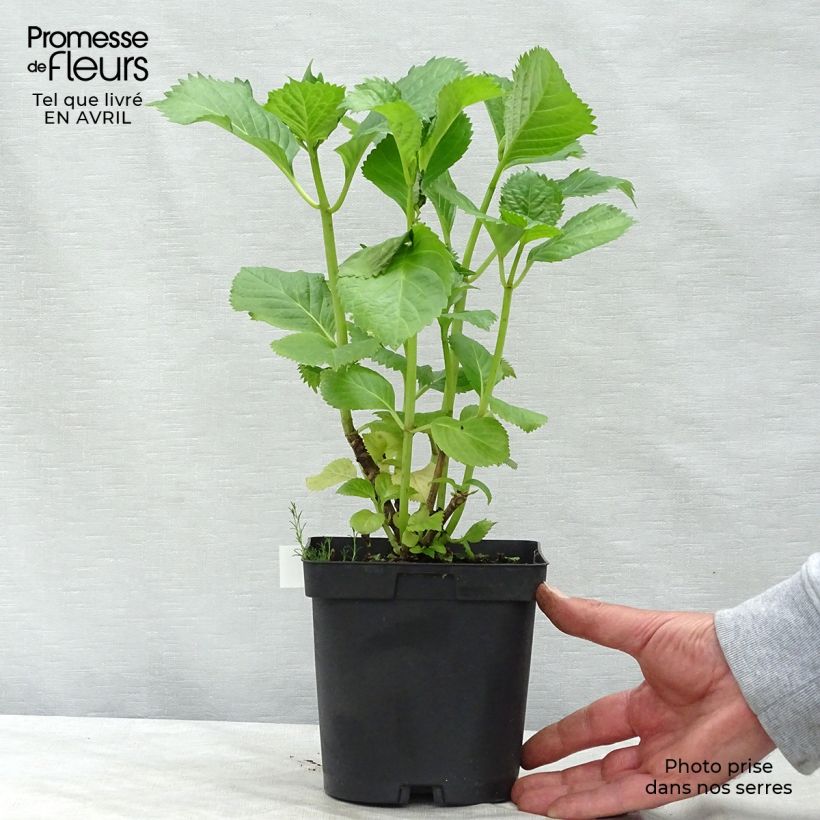 Spécimen de Hortensia - Hydrangea macrophylla Benelux (rose) Pot de 2L/3L, Buisson, 5/6 branches tel que livré au printemps