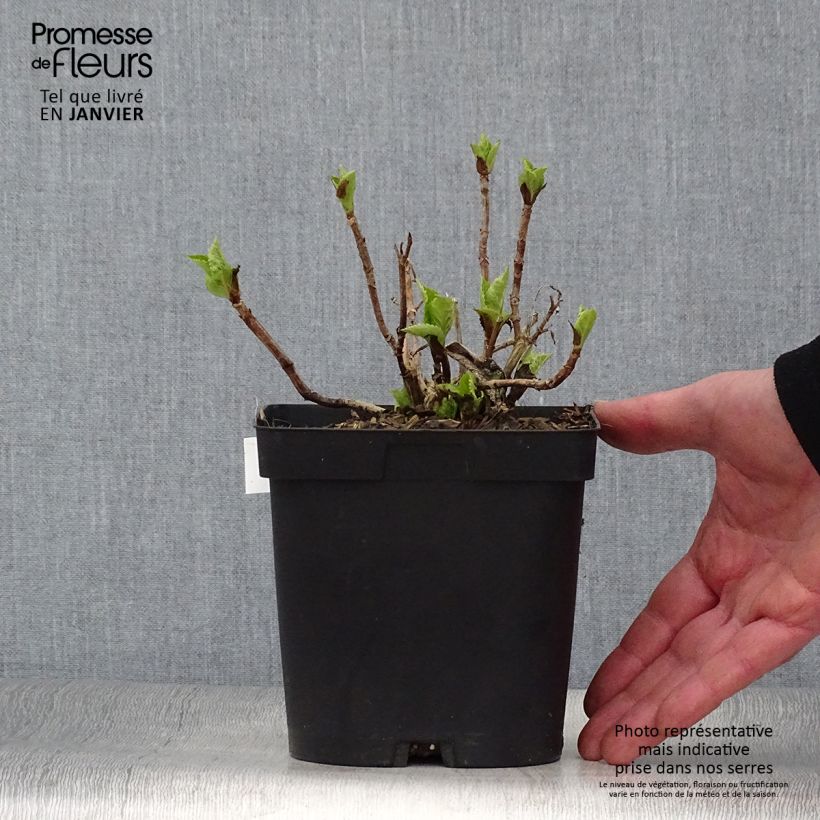 Spécimen de Hortensia - Hydrangea macrophylla Big Data Pink Pot de 2L/3L, 5/6 branches tel que livré en hiver