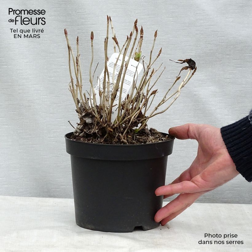 Spécimen de Hortensia - Hydrangea macrophylla Blauer Prinz Pot de 2L/3L tel que livré en hiver