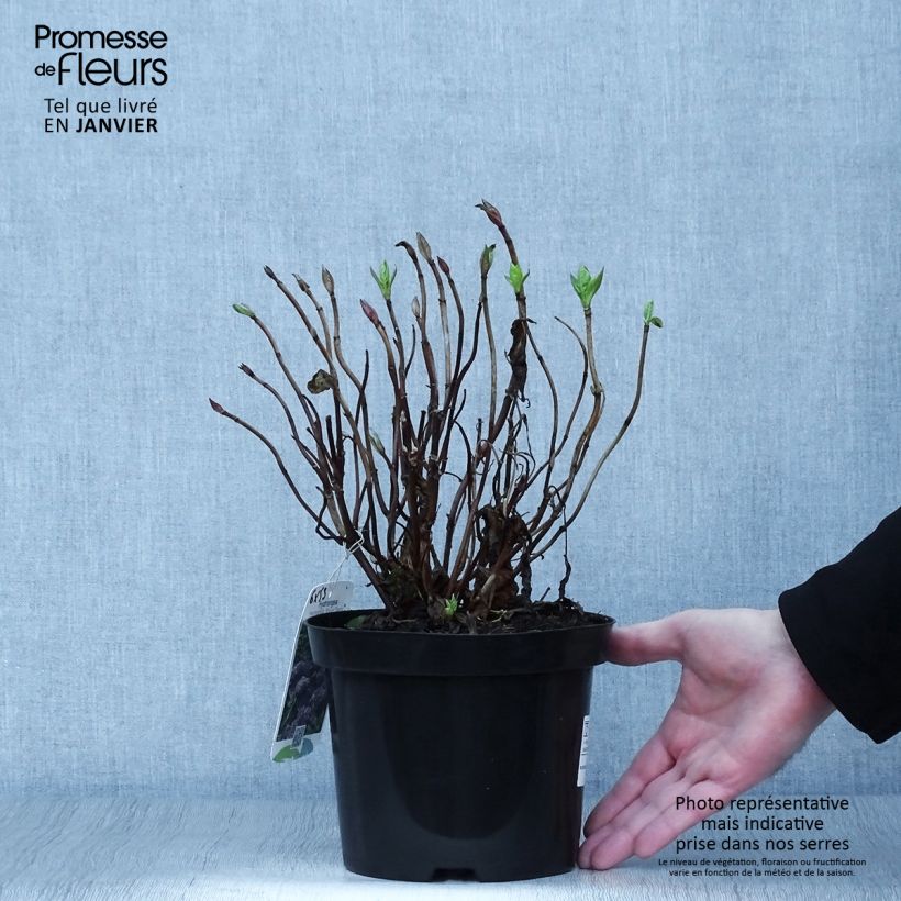 Spécimen de Hortensia - Hydrangea macrophylla Blauer Zwerg Pot de 2L/3L tel que livré en hiver