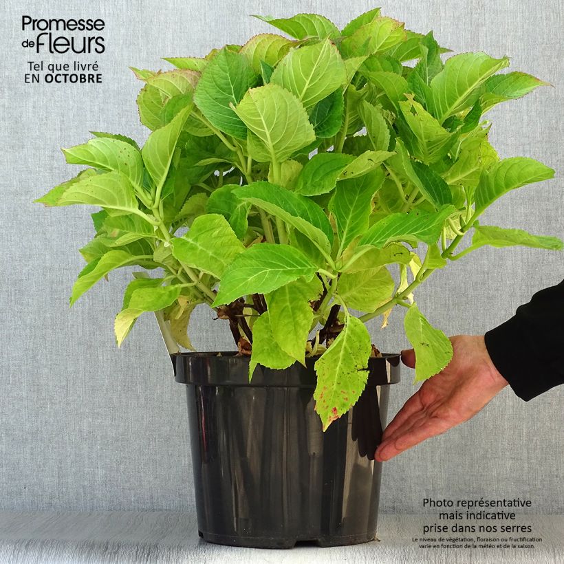 Spécimen de Hortensia - Hydrangea macrophylla Blaumeise Pot de 7,5L/10L tel que livré en automne