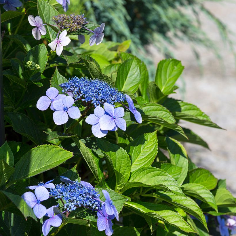 Hortensia - Hydrangea macrophylla Blaumeise (Floraison)