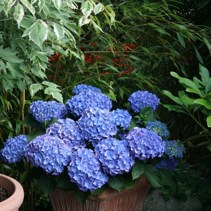 Hortensia - Hydrangea macrophylla Blaumeise (Port)