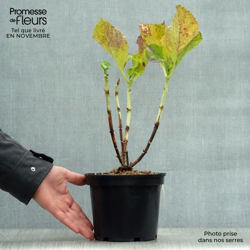 Spécimen de Hortensia - Hydrangea macrophylla Blaumeise Pot de 2L/3L tel que livré en automne