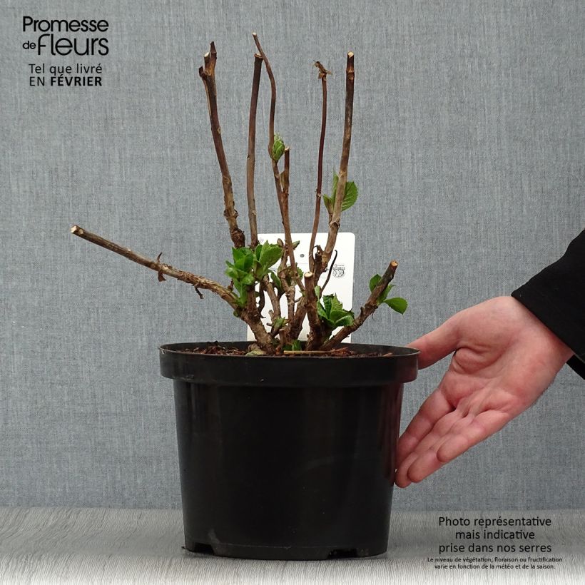 Spécimen de Hortensia - Hydrangea macrophylla Blue Sky Pot de 4L/5L tel que livré en hiver