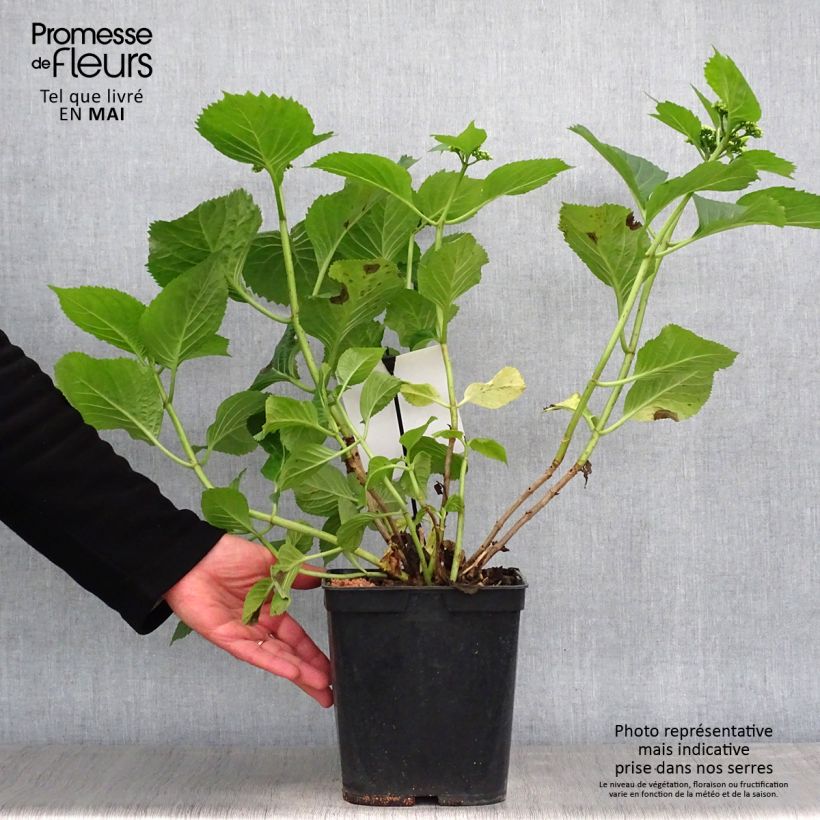 Spécimen de Hortensia - Hydrangea macrophylla Blue Sky Pot de 4L/5L tel que livré au printemps