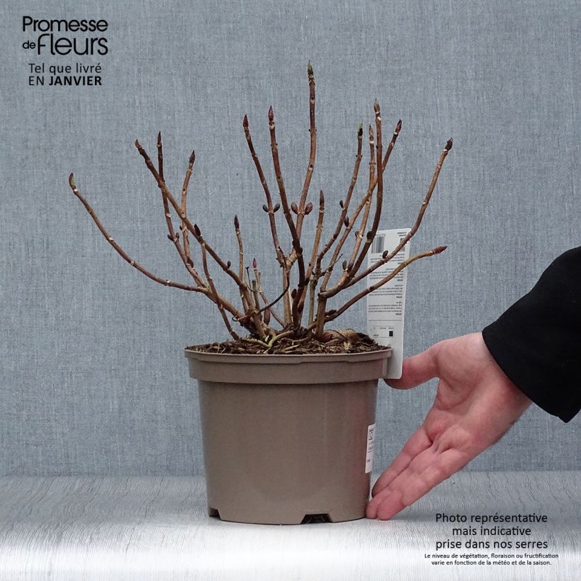 Spécimen de Hortensia - Hydrangea macrophylla Blue wave Pot de 2L/3L tel que livré en hiver