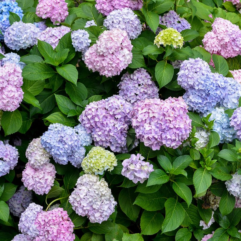 Hortensia - Hydrangea macrophylla Bodensee (Floraison)