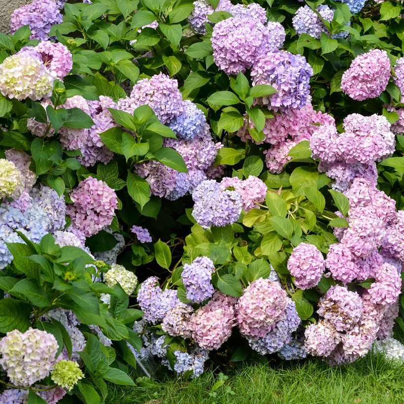 Hortensia - Hydrangea macrophylla Bodensee (Port)