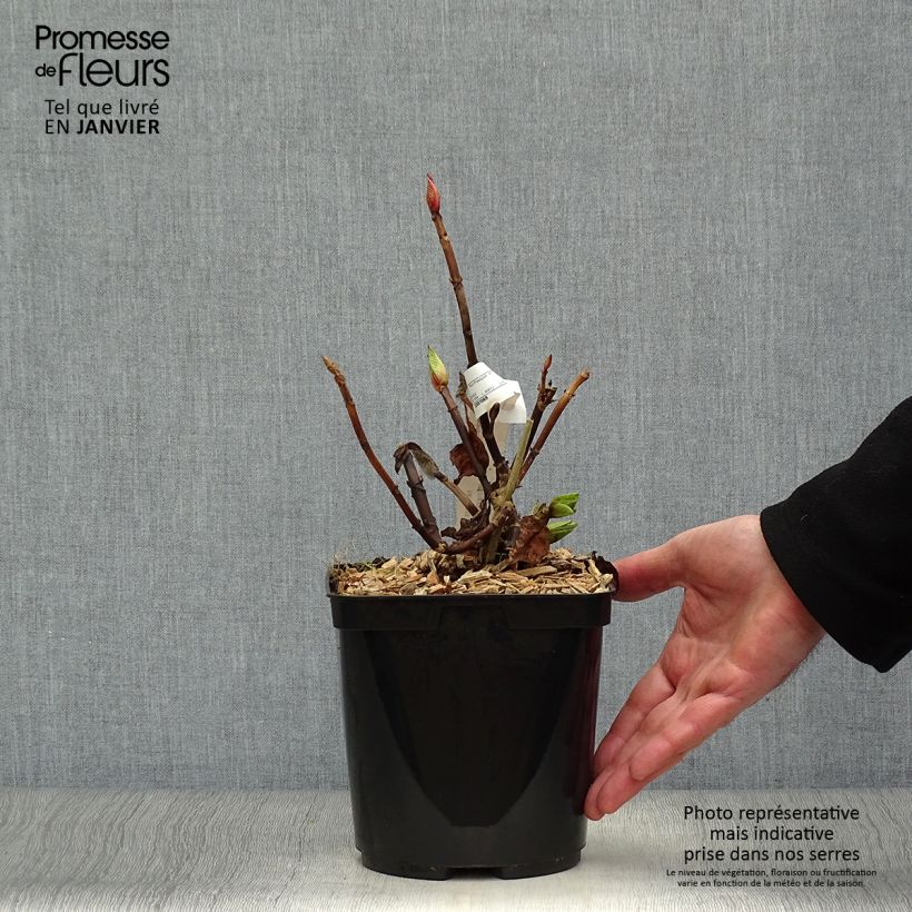 Spécimen de Hortensia - Hydrangea macrophylla Buchfink Pot de 2L/3L tel que livré en hiver