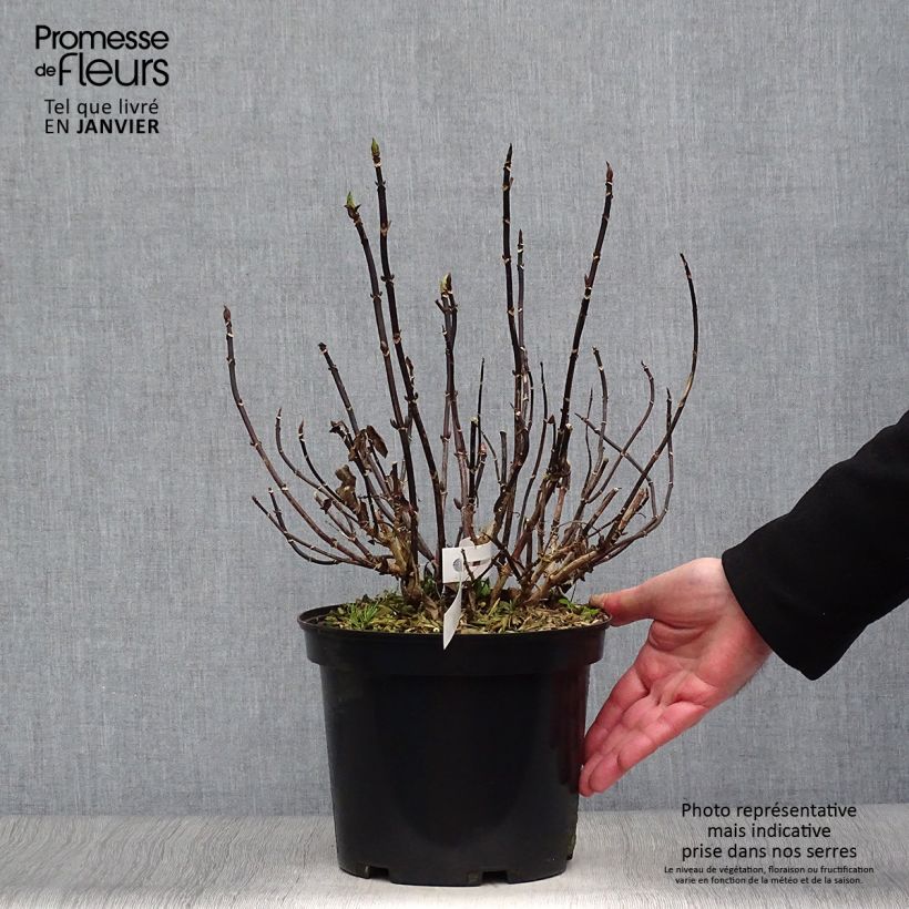Spécimen de Hortensia - Hydrangea macrophylla Choco Chic Pot de 4L/5L tel que livré en hiver