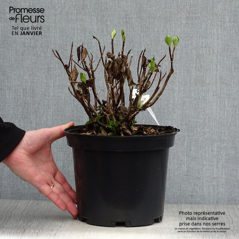 Spécimen de Hortensia - Hydrangea macrophylla Chocolate Ever Belles Hokomachoko Pot de 4L/5L tel que livré en hiver