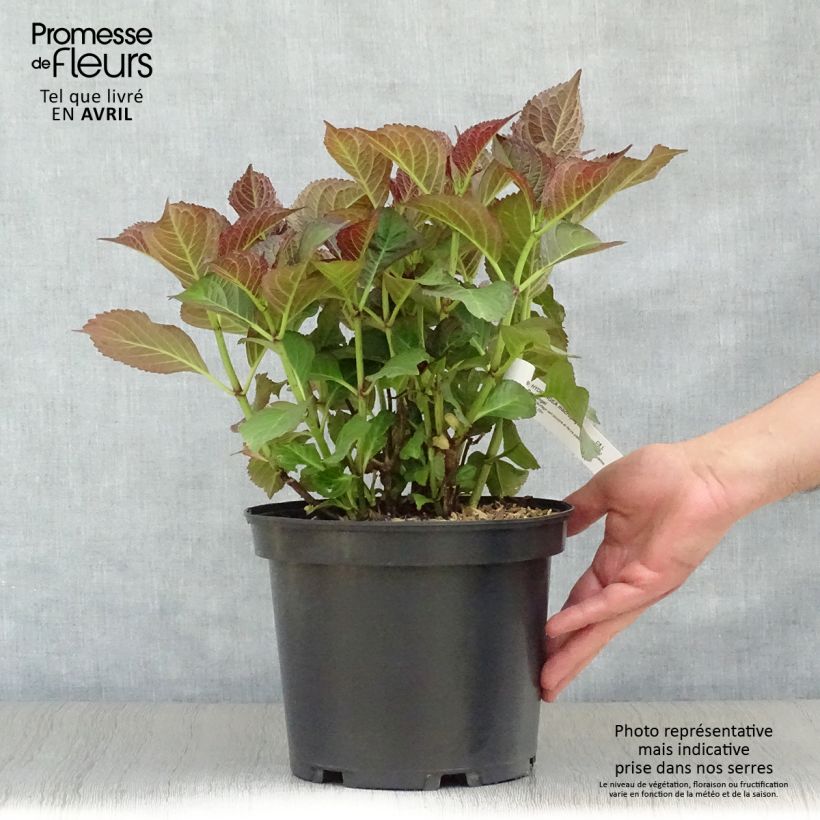 Spécimen de Hortensia - Hydrangea macrophylla Dark Angel (Black Diamonds) Pot de 4L/5L tel que livré au printemps