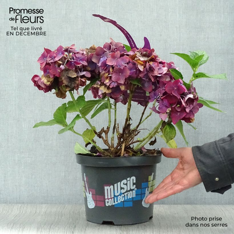 Spécimen de Hortensia - Hydrangea macrophylla Deep Purple Dance (Music Collection) Pot de 4L/5L, Touffe tel que livré en hiver