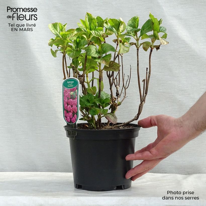 Amostra de Hortênsia macrophylla Deutschland Vaso de 2 L/3 L tal como entregue na primavera