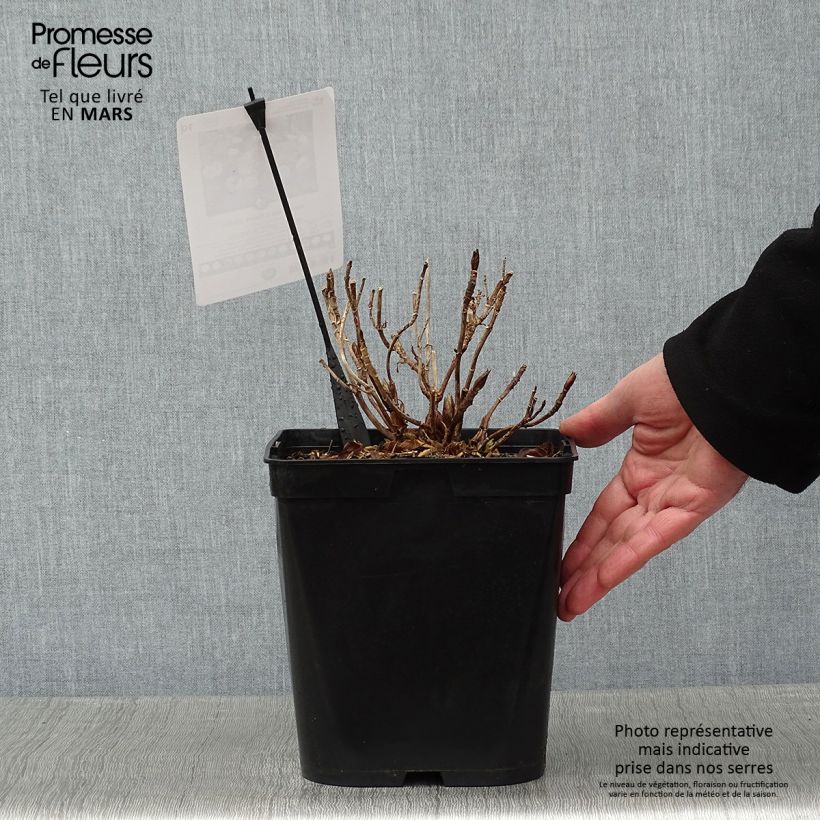 Spécimen de Hortensia - Hydrangea macrophylla Dolce Gipsy Pot de 4L/5L tel que livré en hiver
