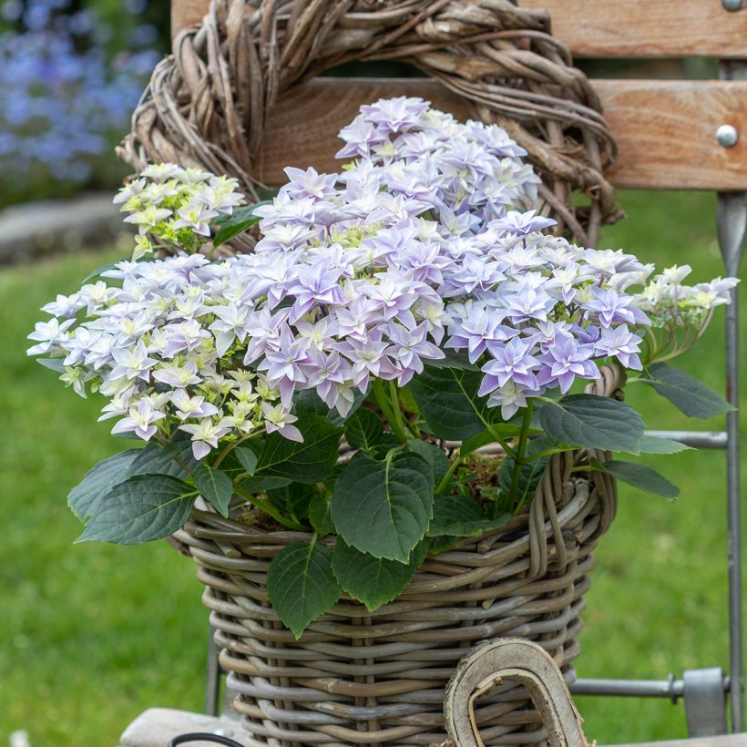 Hortensia - Hydrangea macrophylla Double Dutch Blue (Port)