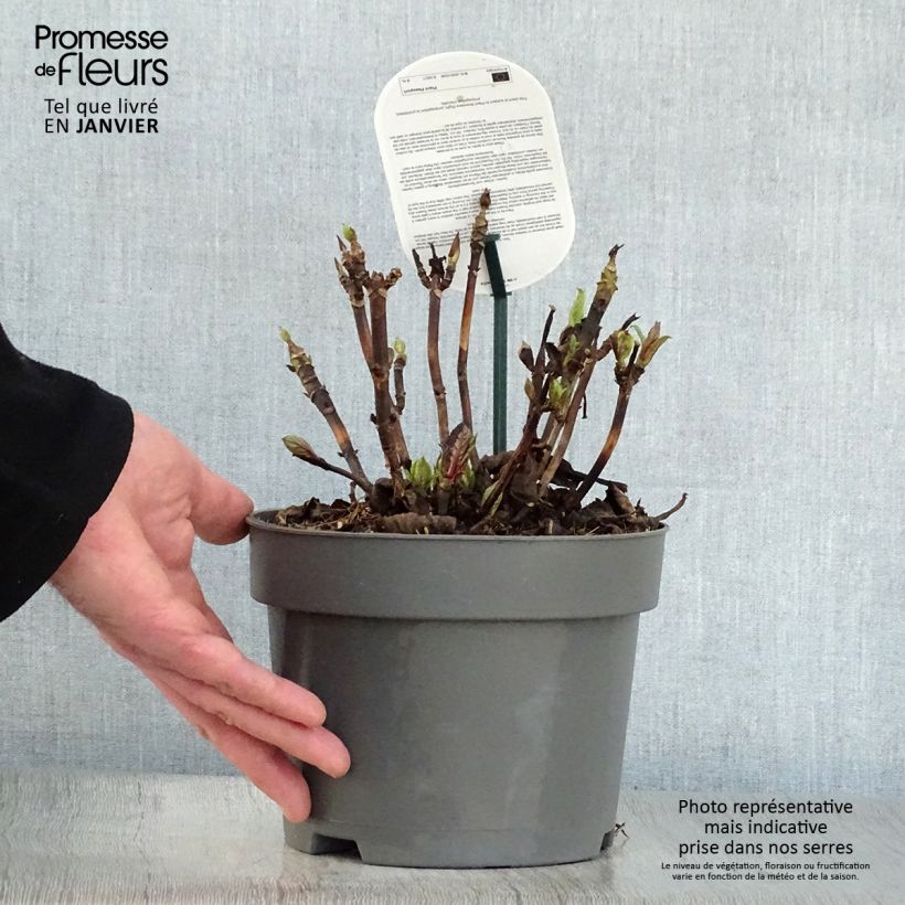 Spécimen de Hortensia - Hydrangea macrophylla Early Blue Pot de 2L/3L tel que livré en hiver
