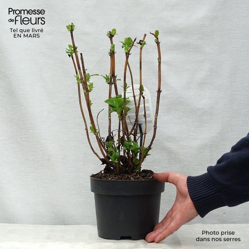 Hydrangea macrophylla Early Blue 2L/3L pot sample as delivered in spring