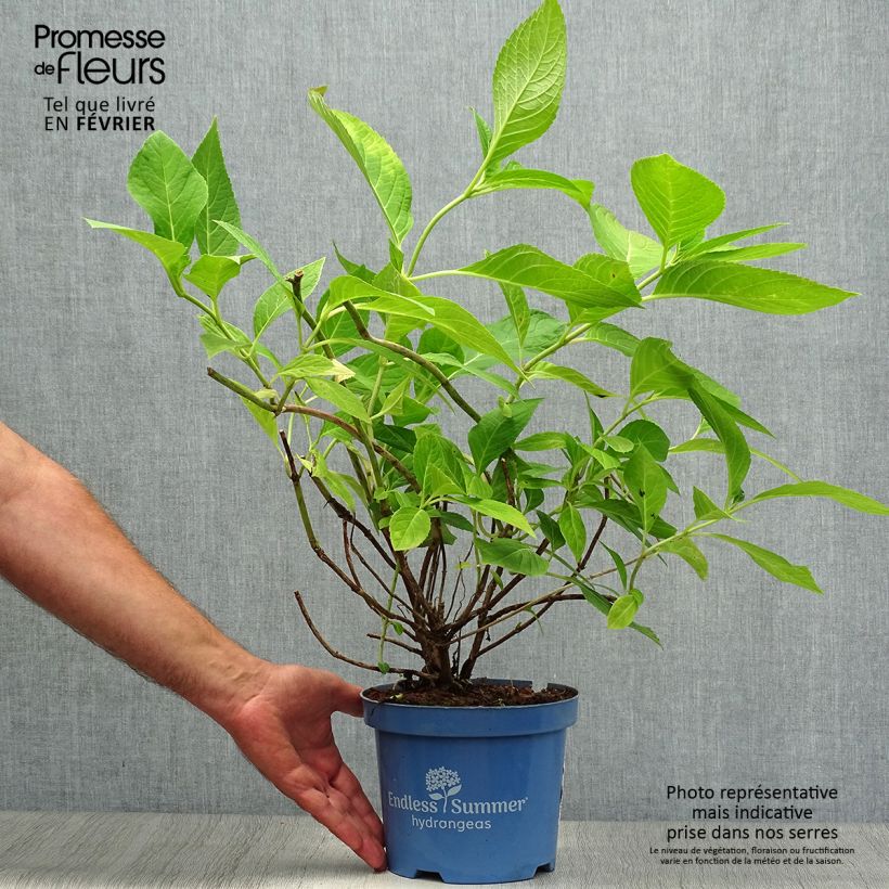 Spécimen de Hortensia - Hydrangea macrophylla Endless Summer The Original (Rose) Pot de 2L/3L tel que livré en automne