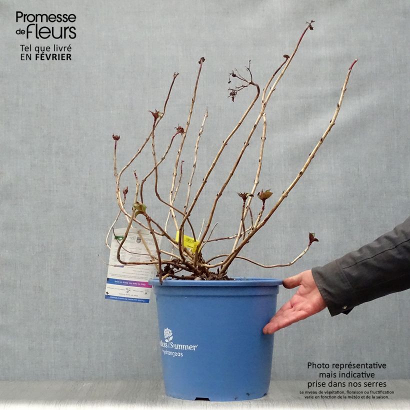 Spécimen de Hortensia - Hydrangea macrophylla Endless Summer Twist and Shout Pot de 12L/15L tel que livré en hiver