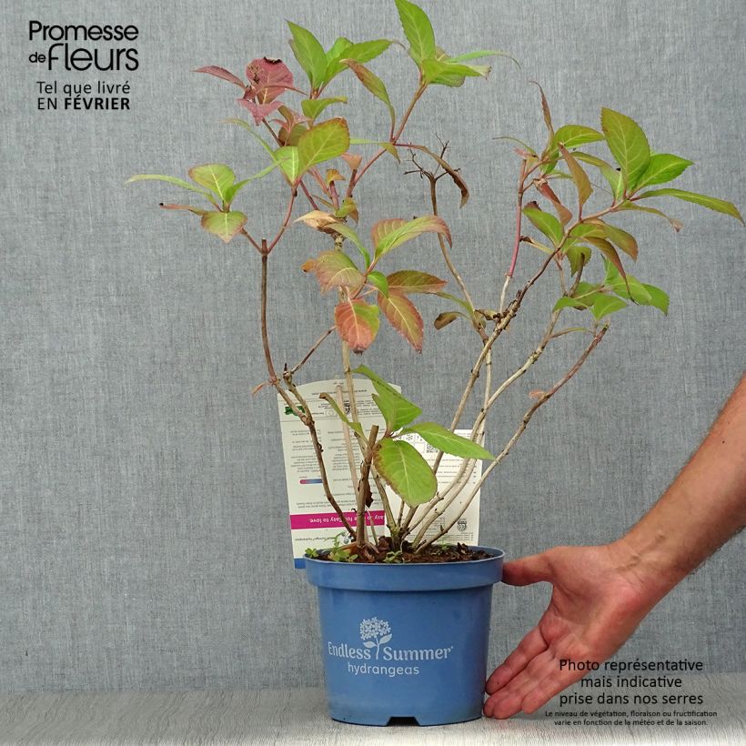 Spécimen de Hortensia - Hydrangea macrophylla Endless Summer Twist and Shout Pot de 2L/3L tel que livré en automne