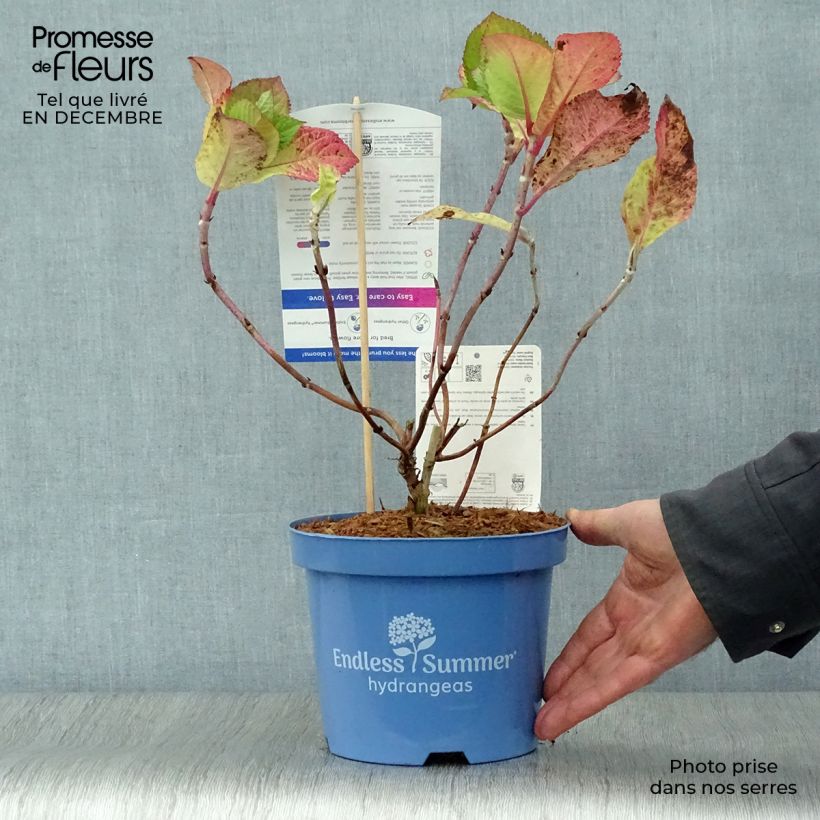 Spécimen de Hortensia - Hydrangea macrophylla Endless Summer Twist and Shout Pot de 2L/3L tel que livré en hiver