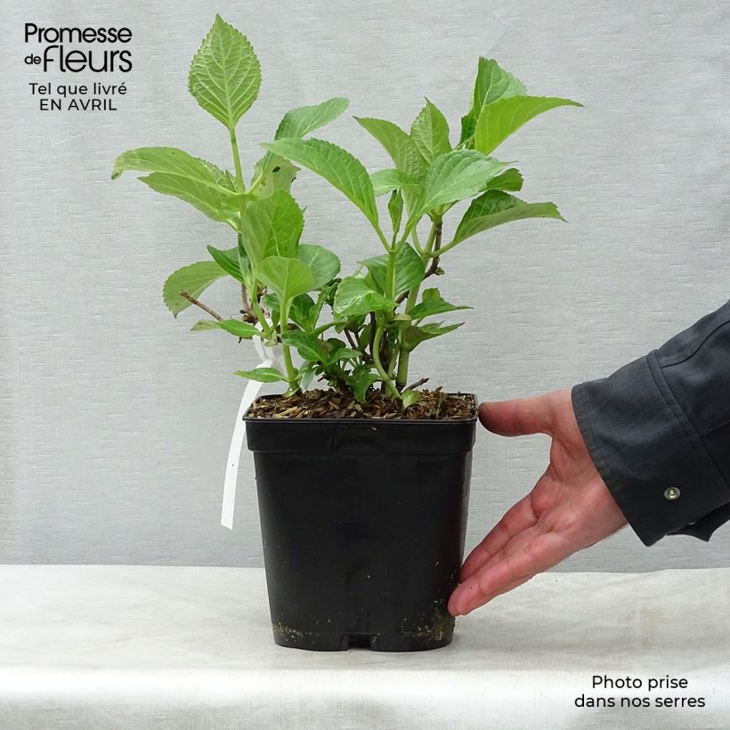 Spécimen de Hortensia - Hydrangea macrophylla Etoile Violette Pot de 2L/3L tel que livré au printemps