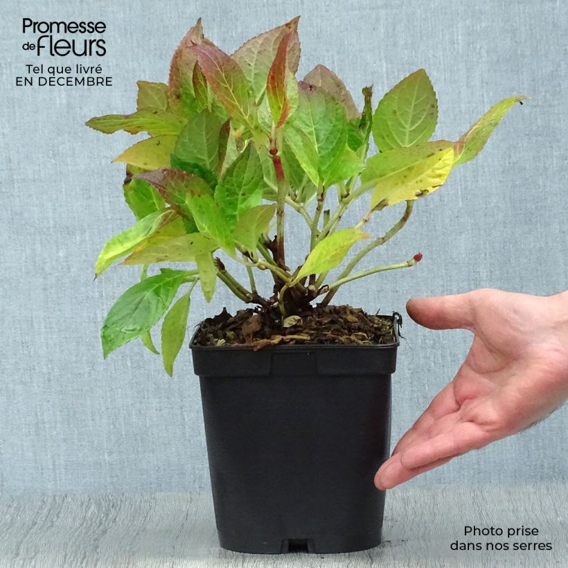 Spécimen de Hortensia - Hydrangea macrophylla Etoile Violette Pot de 2L/3L tel que livré en hiver