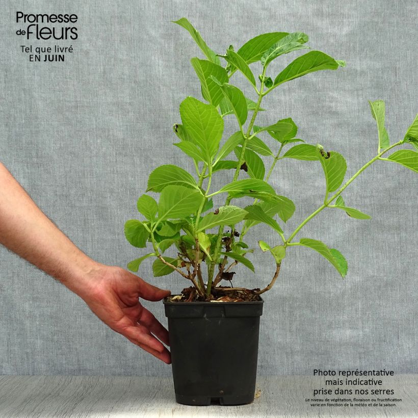 Spécimen de Hortensia - Hydrangea macrophylla Etoile Violette Pot de 2L/3L tel que livré en été