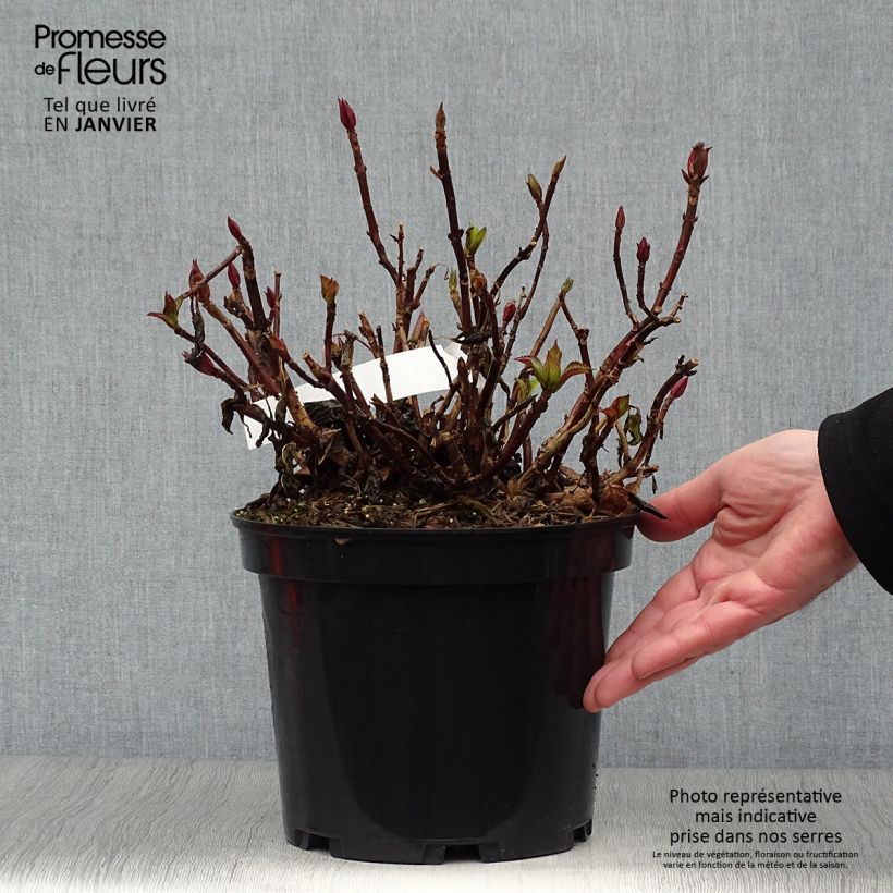 Spécimen de Hortensia - Hydrangea macrophylla French Cancan Pot de 4L/5L tel que livré en hiver