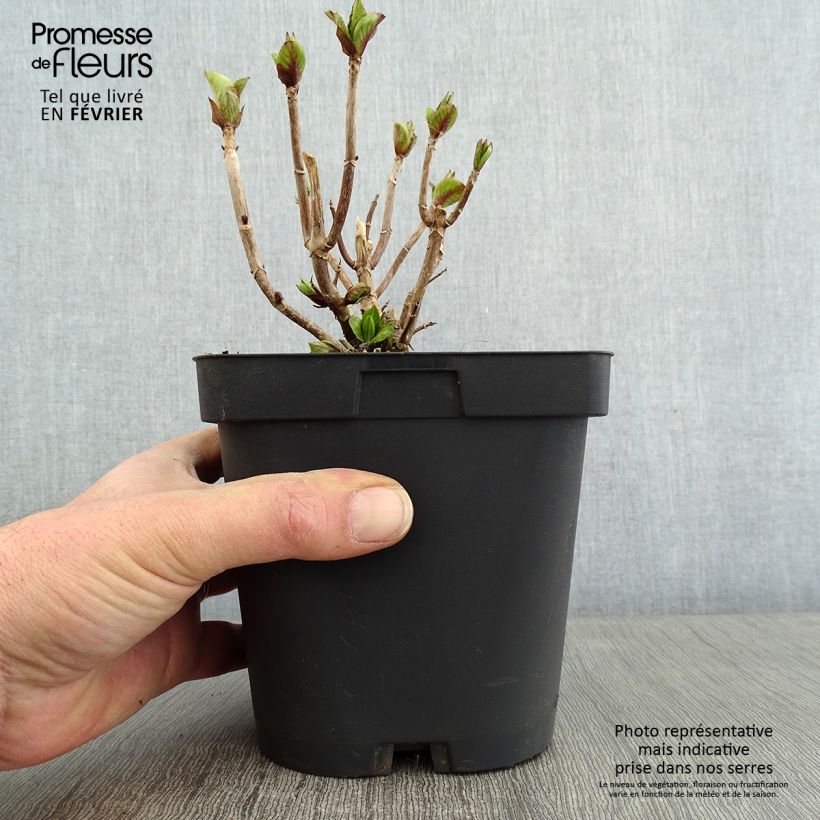 Spécimen de Hortensia - Hydrangea macrophylla Freudenstein Pot de 2L/3L tel que livré en hiver
