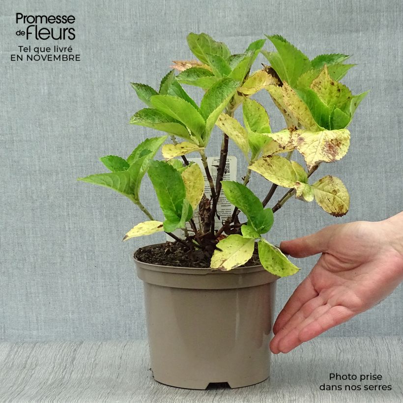 Spécimen de Hortensia - Hydrangea macrophylla Gertrud Glahn Pot de 2L/3L tel que livré en automne