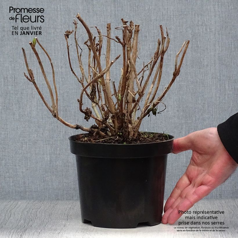 Spécimen de Hortensia - Hydrangea macrophylla Gertrud Glahn Pot de 2L/3L tel que livré en hiver