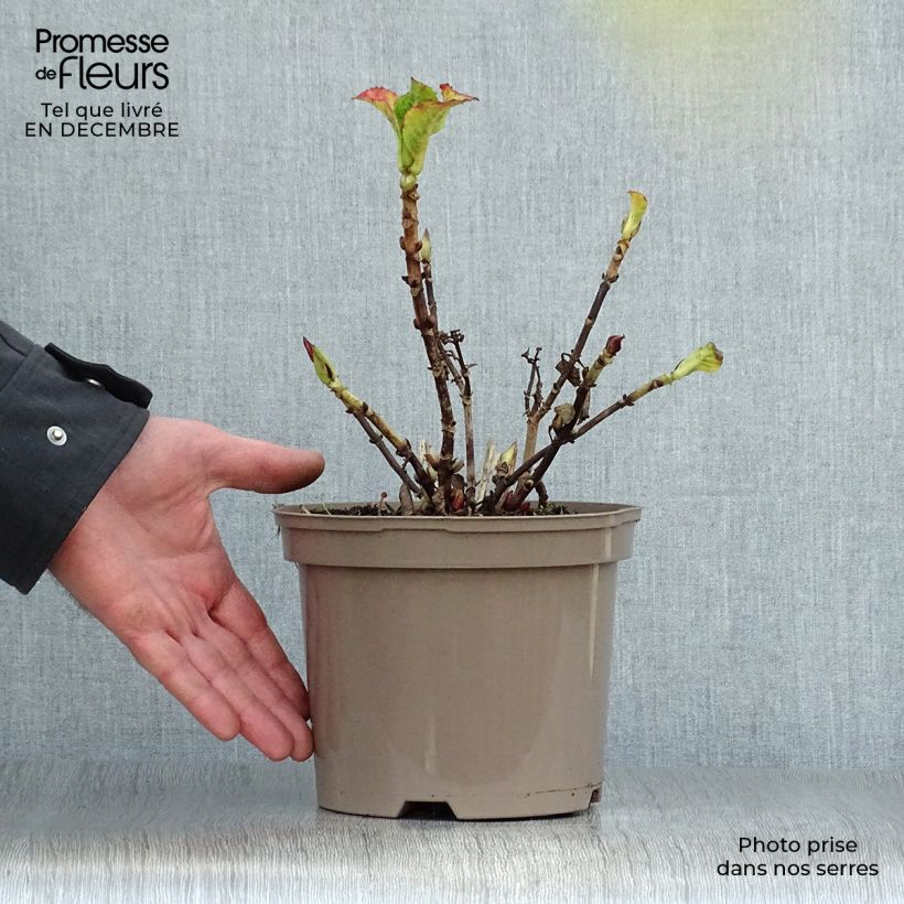 Spécimen de Hortensia - Hydrangea macrophylla Glowing Amber Pot de 2L/3L tel que livré en hiver