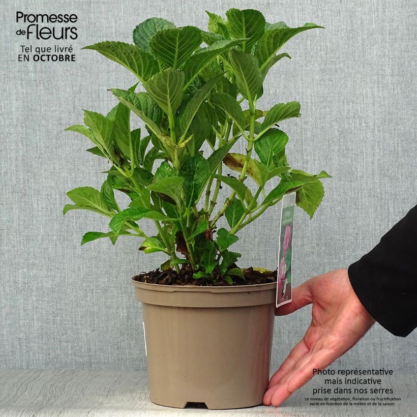 Spécimen de Hortensia - Hydrangea macrophylla Glowing Amber Pot de 2L/3L tel que livré en automne