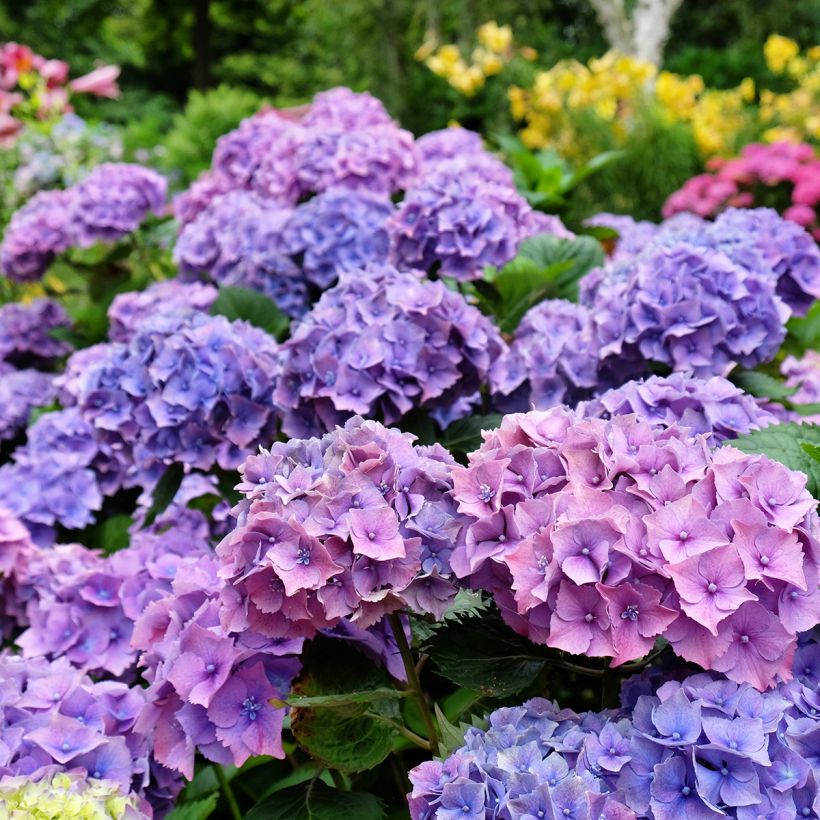 Hortensia - Hydrangea macrophylla Hambourg (Floraison)