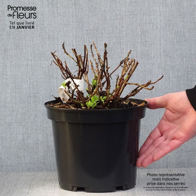 Spécimen de Hortensia - Hydrangea macrophylla Hovaria Hobergine Pot de 4L/5L tel que livré en hiver