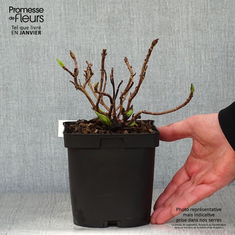 Spécimen de Hortensia - Hydrangea macrophylla Immaculata Pot de 2L/3L tel que livré en hiver