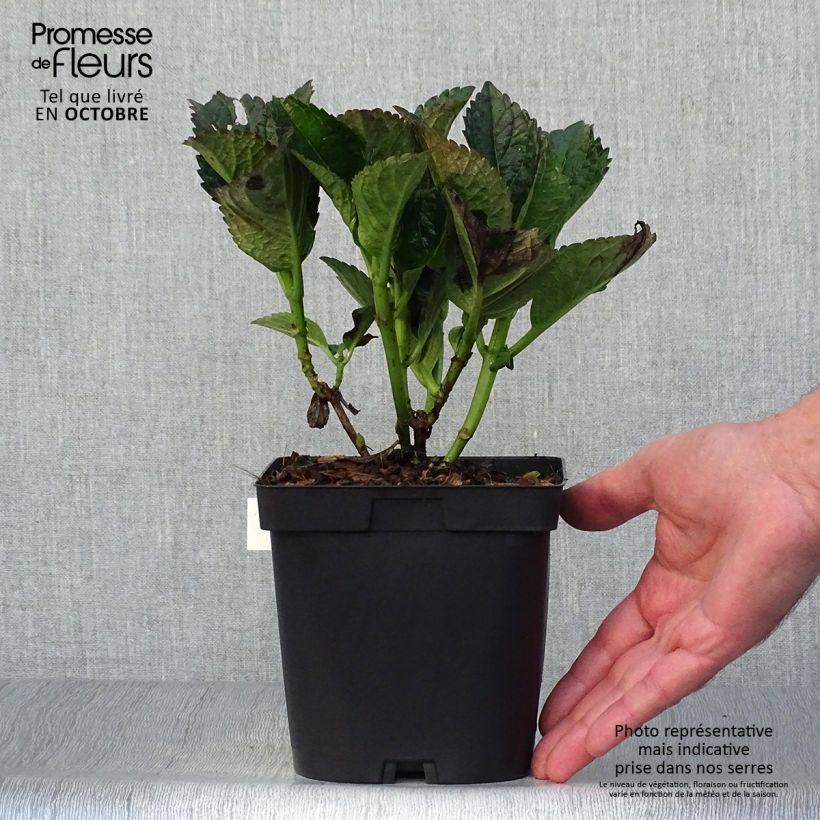 Spécimen de Hortensia - Hydrangea macrophylla Julisa  Pot de 1,5L/2L tel que livré en automne