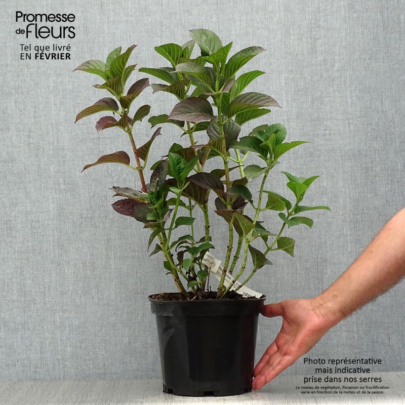 Spécimen de Hortensia - Hydrangea macrophylla Julisa  Pot de 4L/5L tel que livré en automne