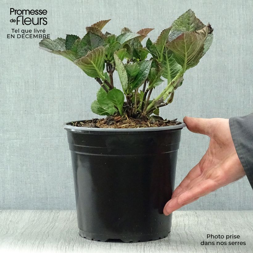 Spécimen de Hortensia - Hydrangea macrophylla Julisa  Pot de 4L/5L tel que livré en hiver